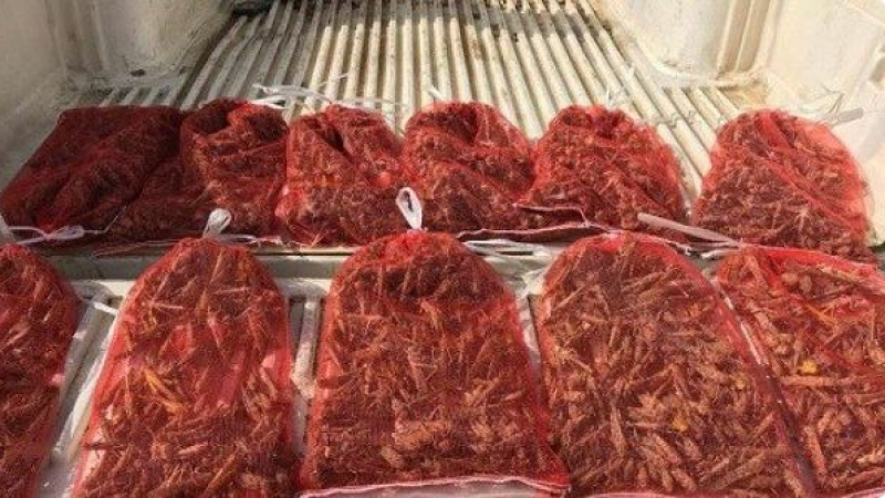 إقبال غير مسبوق على شراء الجراد في السعودية