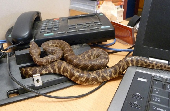 الثعابين تضطر رئيس دولة للعمل في منزله بدلا من مكتبه الرسمي