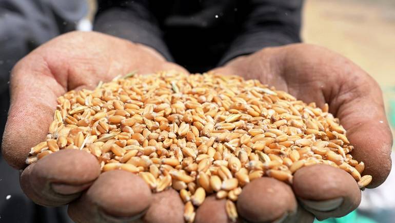 العراق يسعى لشراء قمح أميركي أو كندي أو استرالي