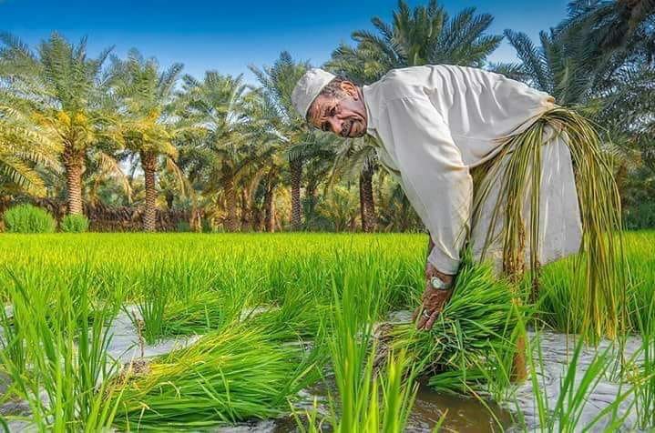 الزراعة والتجارة والموارد المائية تبحث الاليات المعدة لاستلام الحنطة والشعير