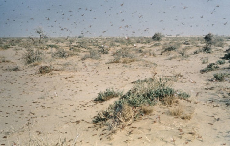 دخول مجموعات من الجراد الصحراوي الى مدينة العقبة الاردني