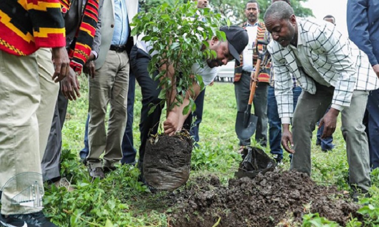 دولة أفريقية تزرع 353 مليون شجرة في يوم واحد!