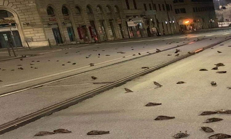 ليلة دموية.. العام الجديد يسبب مذبحة للطيور (فيديو)
