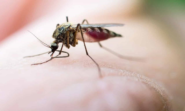 خدمة تقصي الحقائق توضح حقيقة هروب آلاف البعوض الملقح بـ 