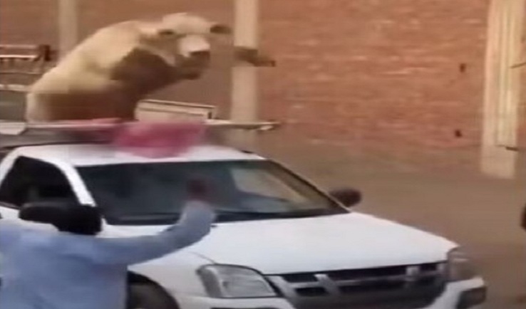 عجل خارق يحطم سيارة ويرهب من حوله في عيد الأضحى (فيديو)