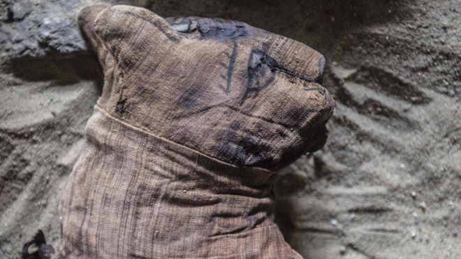 بالصور.. قطط محنطة في مقابر الفراعنة