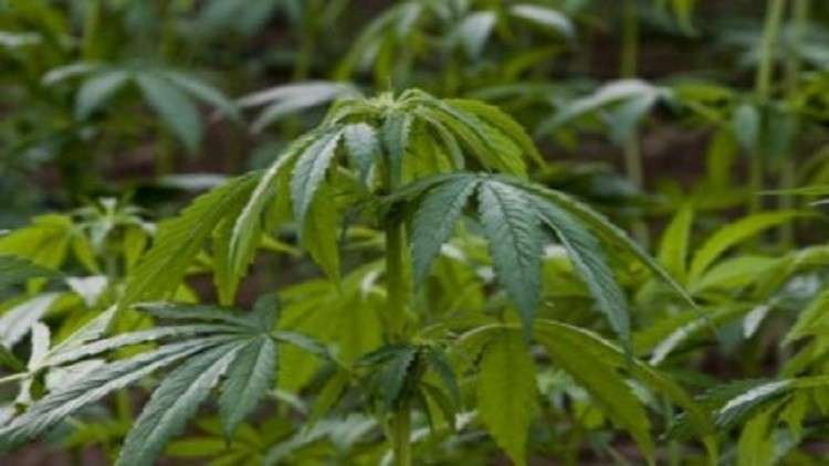 شركة كندية تطلب موظفين لتذوق الحشيش براتب مغر