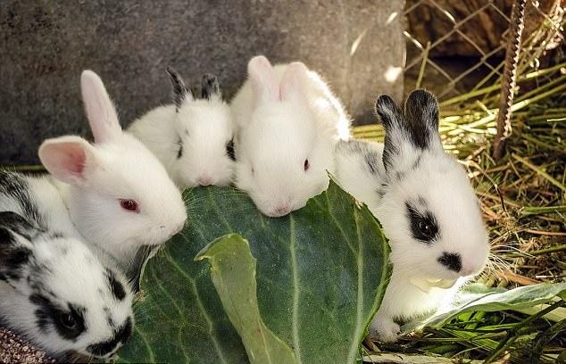 هكذا واجهت فنزويلا الانهيار الاقتصادي بالأرانب